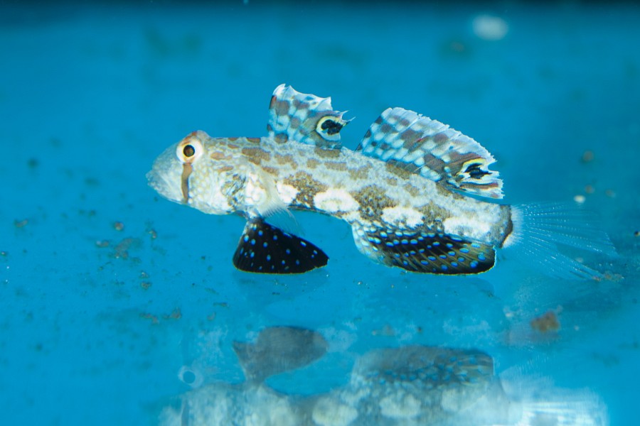Two Spot Goby (Signigobius biocellatus) in Aquarium